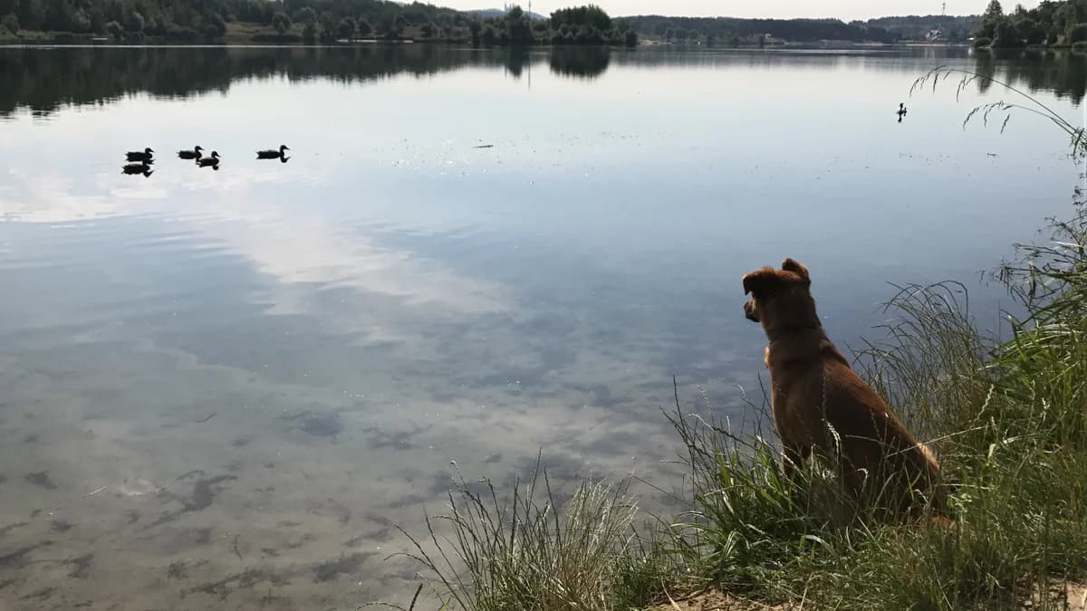 Freka looking across a peaceful lake
