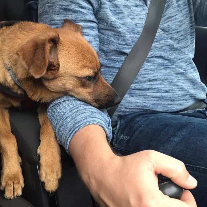 Freka curled up with us on the road