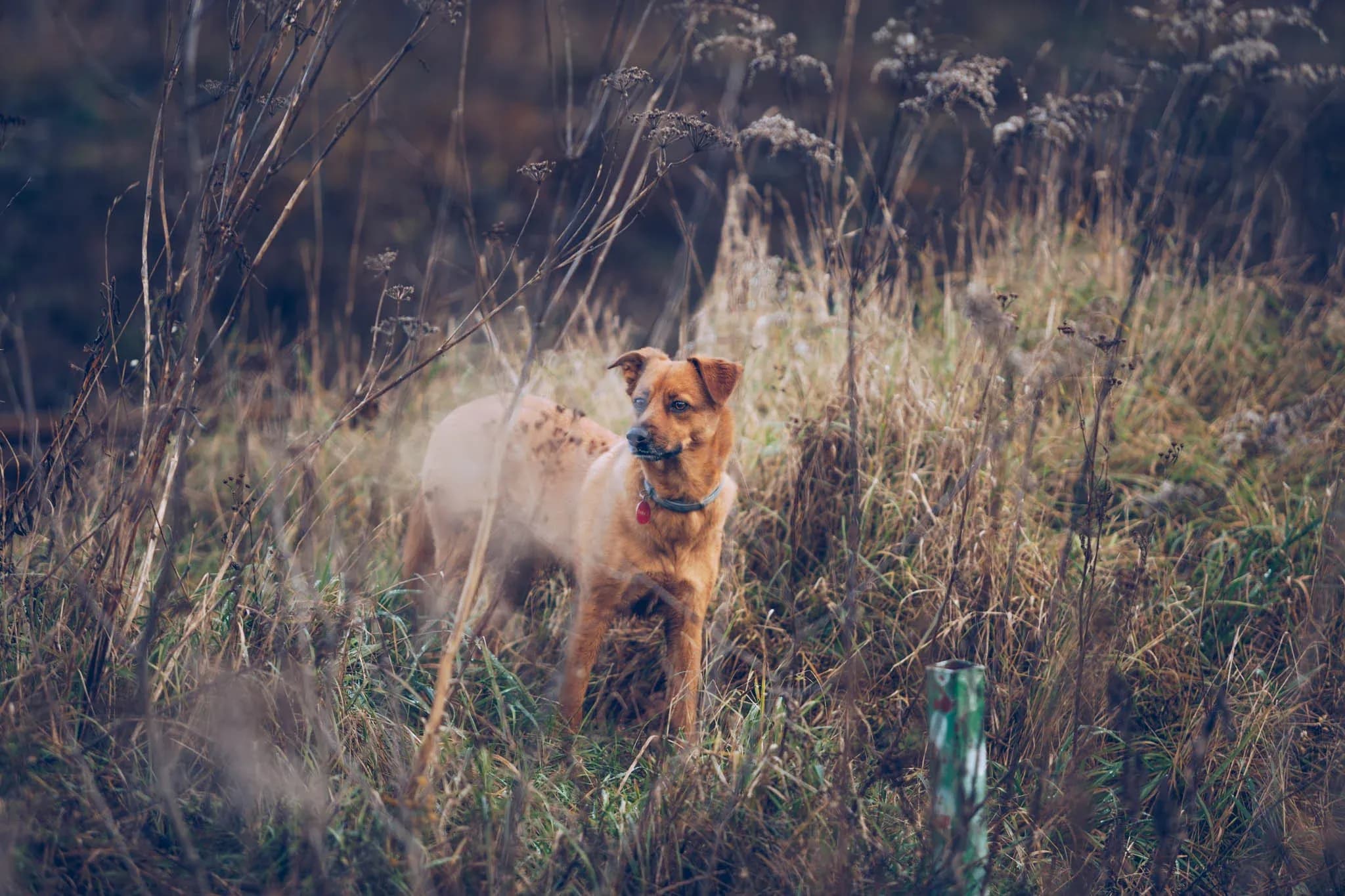 Freka on a family adventure